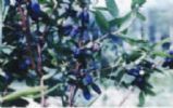 Maianthemum Bifolium Extract 